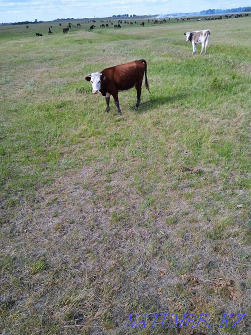 farm animals horses cows Petropavlovsk - photo 1