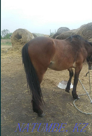 Horses 2 years old.  - photo 2