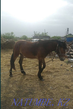 Horses 2 years old.  - photo 4