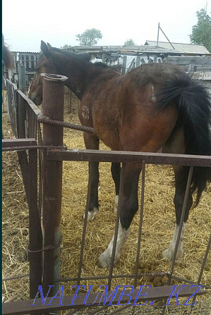 Horses 2 years old.  - photo 1