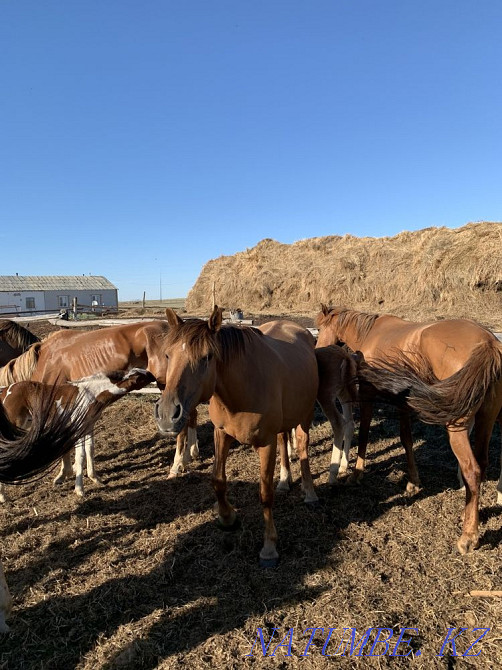 жыл?ылар оптом лошади  - изображение 7