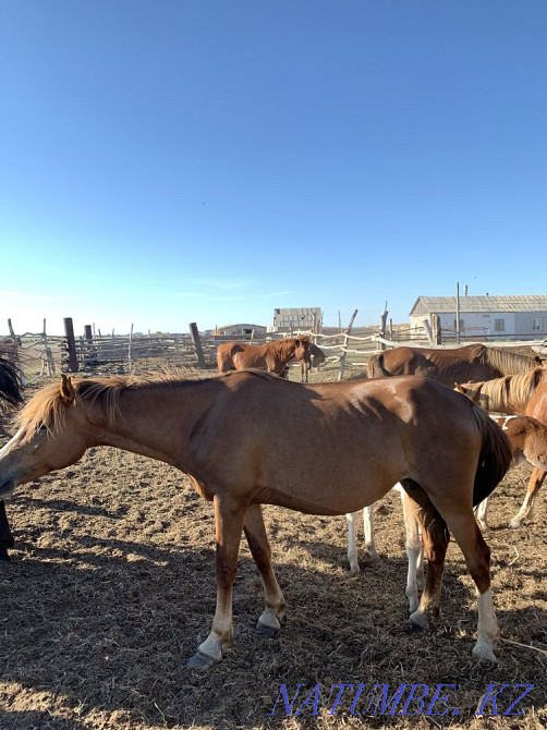 жыл?ылар оптом лошади  - изображение 8