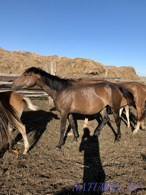 жыл?ылар оптом лошади  - изображение 5