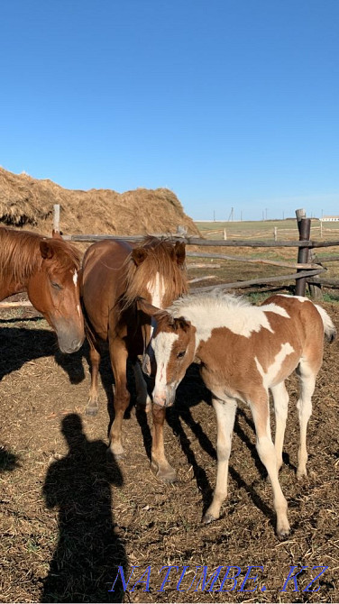 жыл?ылар оптом лошади  - изображение 2