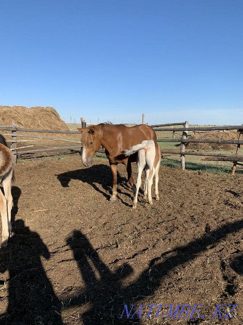 жыл?ылар оптом лошади  - изображение 3