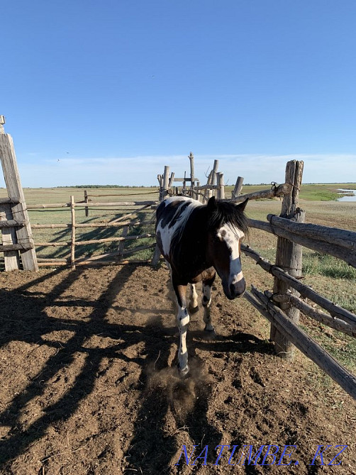 жыл?ылар оптом лошади  - изображение 6