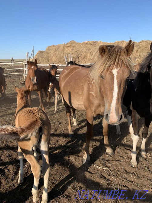 жыл?ылар оптом лошади  - изображение 4