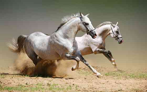 Продается откормленные лошади. Karagandy