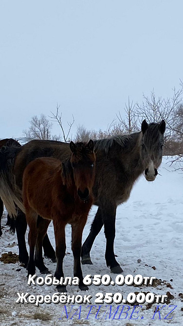 Selling 4 horses and a foal. Нура - photo 1