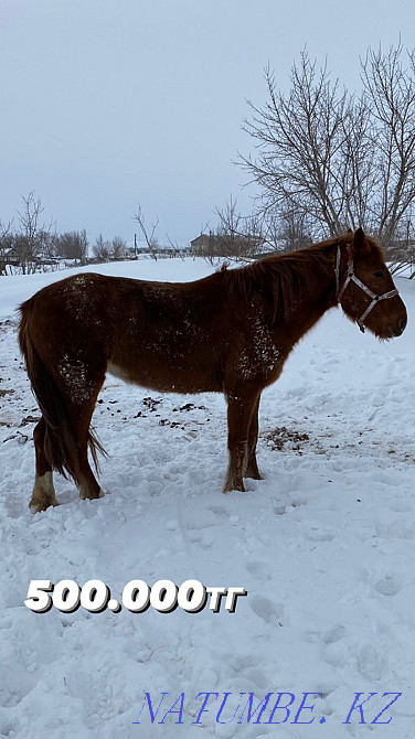 Selling 4 horses and a foal. Нура - photo 2