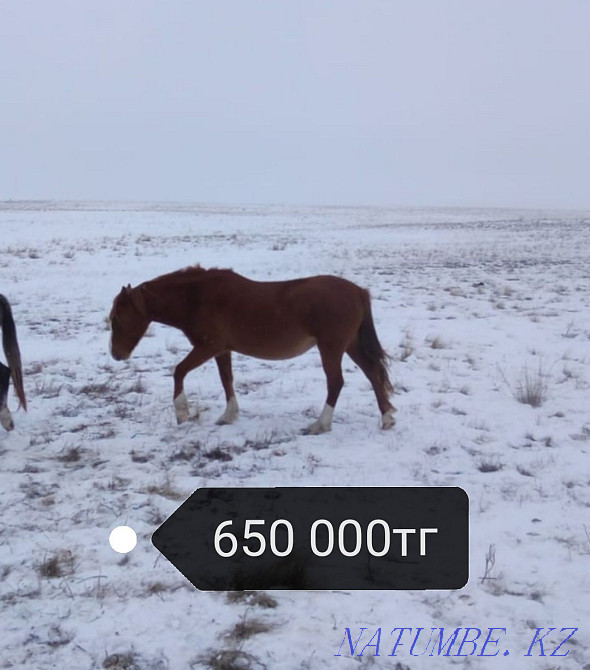 Selling 4 horses and a foal. Нура - photo 4