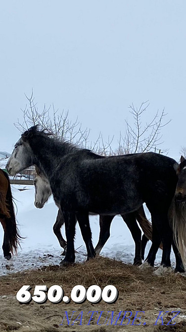 Продам 4 лошади и жеребенка. Нура - изображение 3