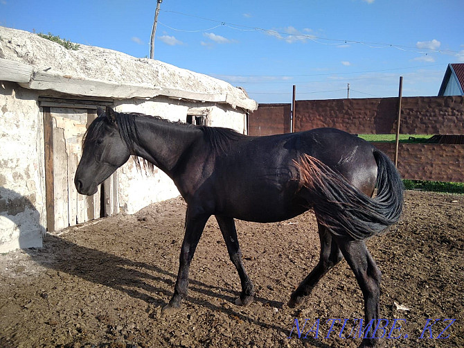Zhylky, horses, mare Мичуринское - photo 5