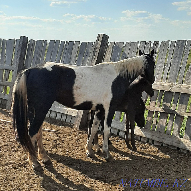 Zhylky, horses, mare Мичуринское - photo 2