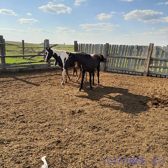 Zhylky, horses, mare Мичуринское - photo 3