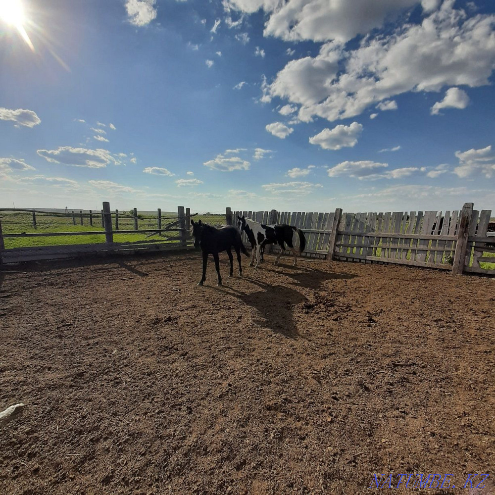 Zhylky, horses, mare Мичуринское - photo 4