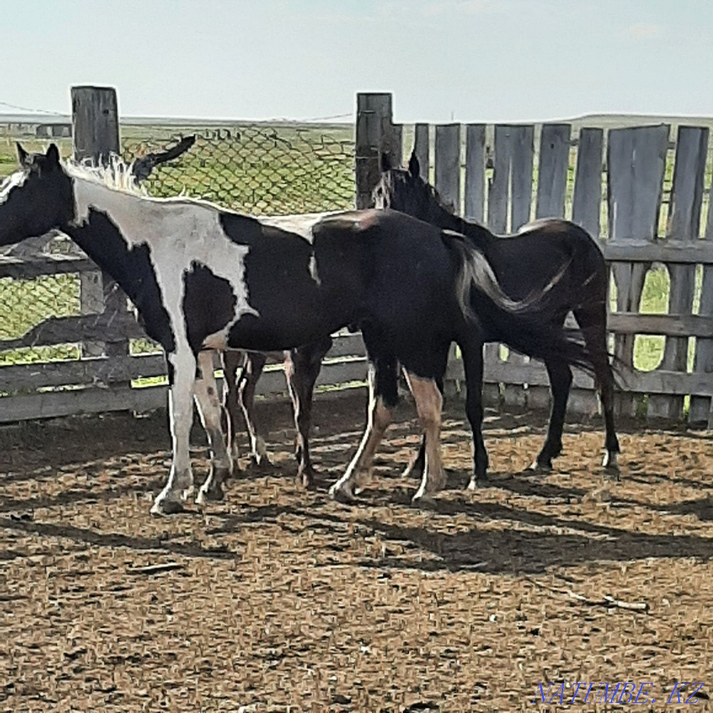 Zhylky, horses, mare Мичуринское - photo 1