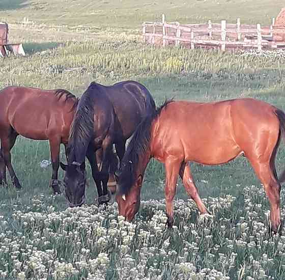Продаются оптом и в розницу: бараны, лошади Ust-Kamenogorsk
