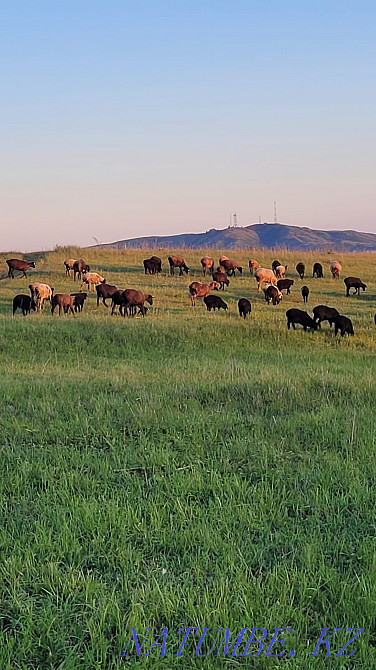 Продаются оптом и в розницу: бараны, лошади Усть-Каменогорск - изображение 3