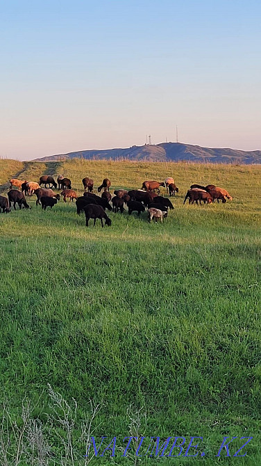 Продаются оптом и в розницу: бараны, лошади Усть-Каменогорск - изображение 2