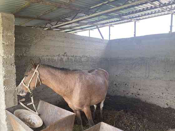 Продается лошади (бие) Shymkent