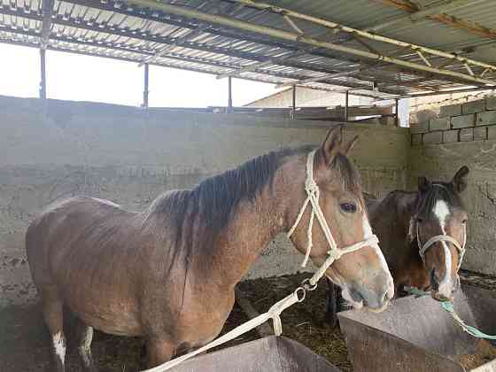 Продается лошади (бие) Shymkent