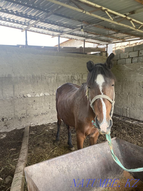 Продается лошади (бие) Шымкент - изображение 4