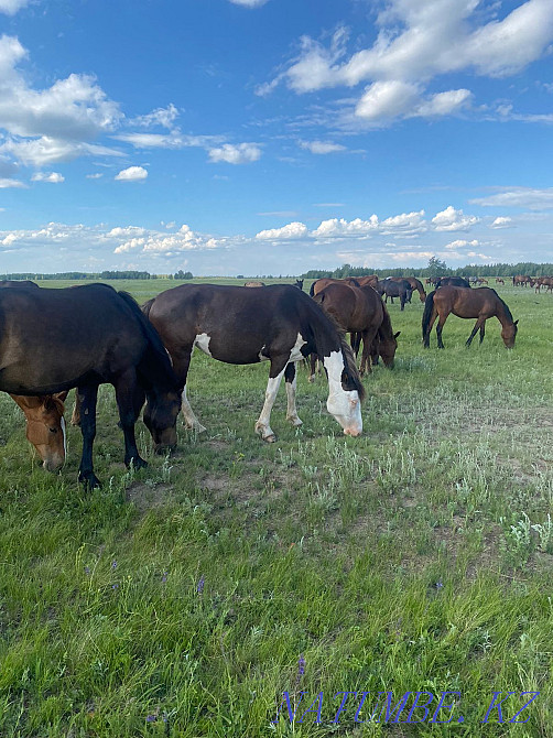 Лошади кобылы и жеребёнок  - изображение 2