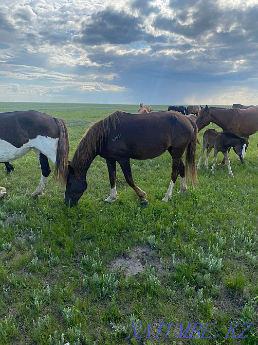 Лошади кобылы и жеребёнок  - изображение 1