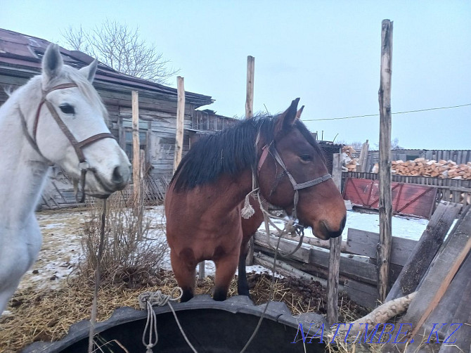 horses with foal for sale  - photo 2