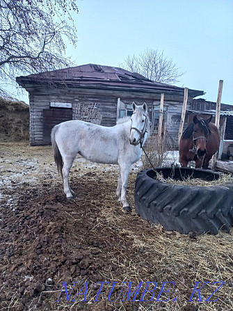 Продам лошади с жеребенком  - изображение 4