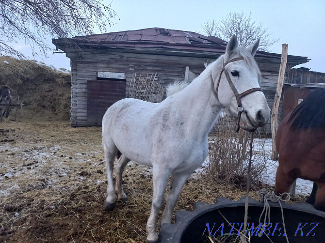 horses with foal for sale  - photo 1