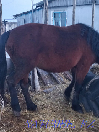 horses with foal for sale  - photo 3