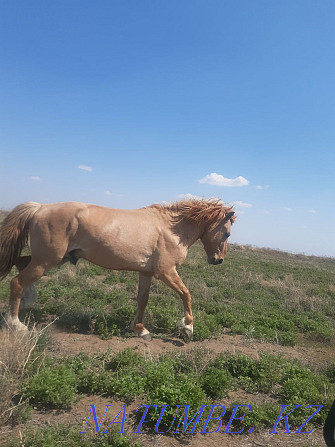 Horse Stallions ( Ay?yr )  - photo 5