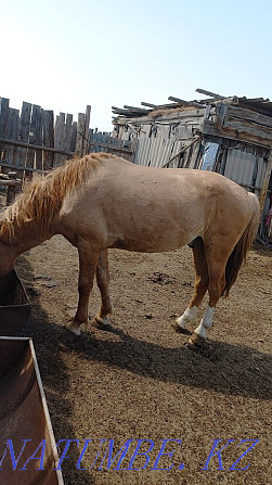 Horse Stallions ( Ay?yr )  - photo 1