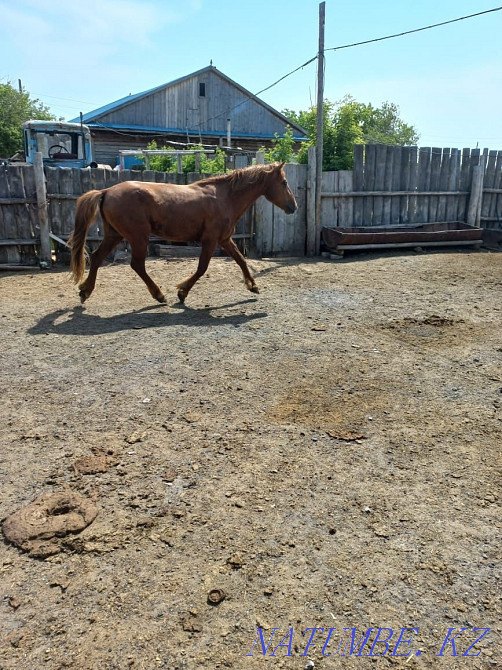 Лошади Жеребцы ( Ай?ыр )  - изображение 3