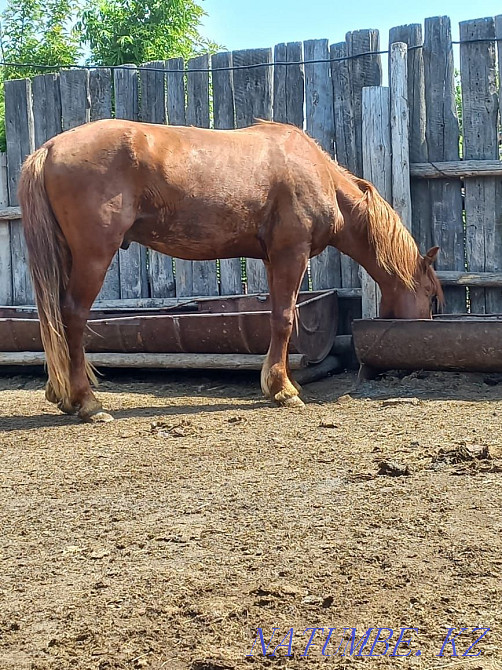 Лошади Жеребцы ( Ай?ыр )  - изображение 4