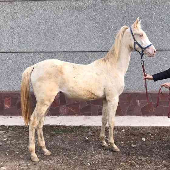 Лошади чистокровной ахалтекинской породы Байдибек би