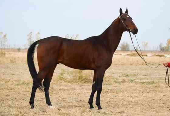Лошади чистокровной ахалтекинской породы Байдибек би