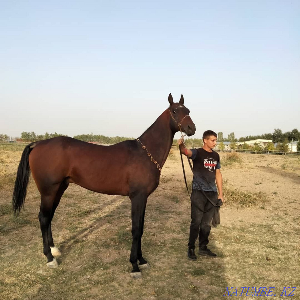 Лошади чистокровной ахалтекинской породы Байдибек би - изображение 3