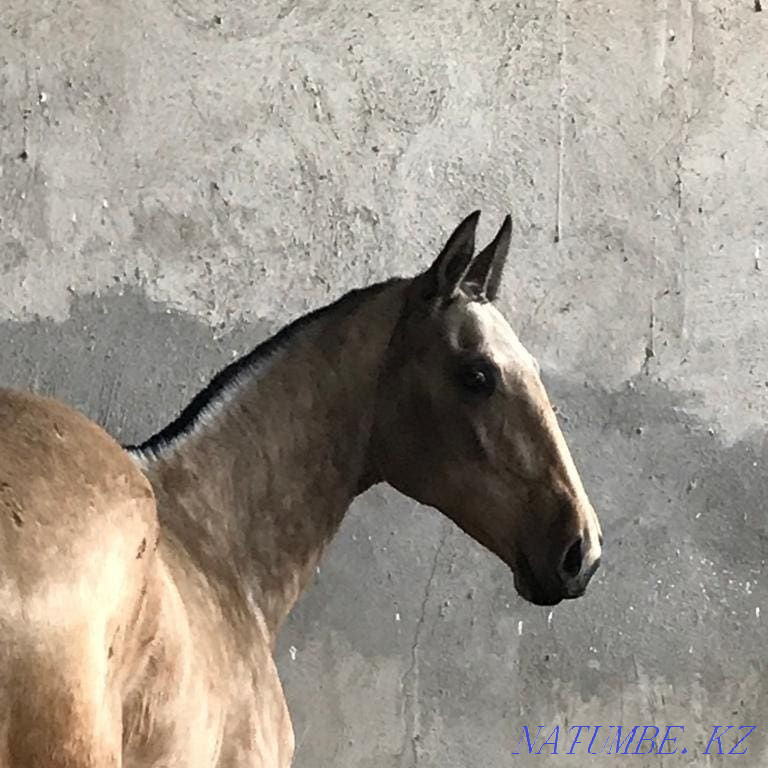 Лошади чистокровной ахалтекинской породы Байдибек би - изображение 7