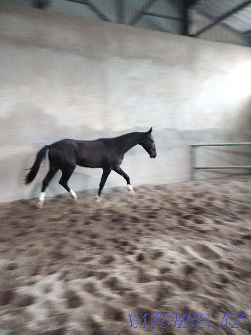 Лошади чистокровной ахалтекинской породы Байдибек би - изображение 5