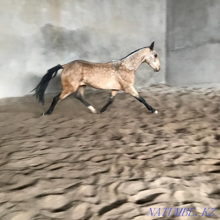 Лошади чистокровной ахалтекинской породы Байдибек би - изображение 6