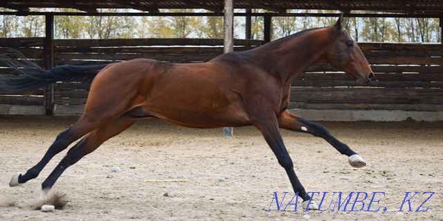 Лошади чистокровной ахалтекинской породы Байдибек би - изображение 2