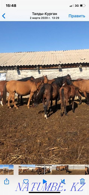 Бие Кобыла Лошадь Лошади Жыл?ылар ?йірімен, ??лындармен Уштобе - изображение 2