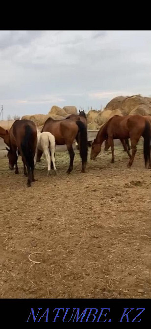 Бие Кобыла Лошадь Лошади Жыл?ылар ?йірімен, ??лындармен Уштобе - изображение 5