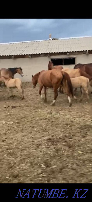 Бие Кобыла Лошадь Лошади Жыл?ылар ?йірімен, ??лындармен Уштобе - изображение 4