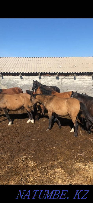 Бие Кобыла Лошадь Лошади Жыл?ылар ?йірімен, ??лындармен Уштобе - изображение 1