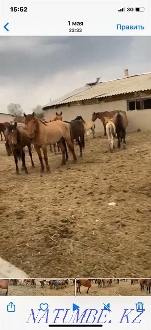 Бие Кобыла Лошадь Лошади Жыл?ылар ?йірімен, ??лындармен Уштобе - изображение 3