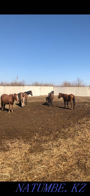 Бие Кобыла Лошадь Лошади Жыл?ылар ?йірімен, ??лындармен Уштобе - изображение 6